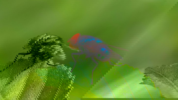 Real-Life Insect Detectives