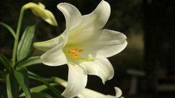 Flower Power: A Closer Look at God’s Design in the Lily