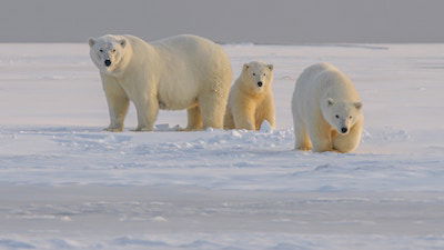 The Polar Bear