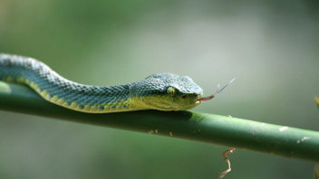 Skunk Spray, Venom, and Parasites in God’s Creation