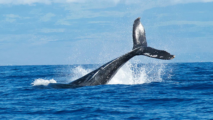 God Gave Whales Their Own “Fingerprints”