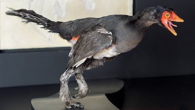 Kids Feedback: Did Archaeopteryx Have Teeth?