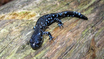 Amphibian: The Transition from Fish to Reptile?