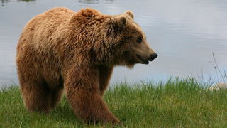 Brown Bear