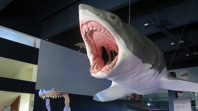 Kids Feedback: Did Megalodon Really Exist?