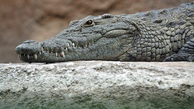 Kids Feedback: Crocodile Questions