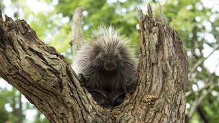 Prickly Porcupines