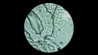 God’s Tiny Doors: Plant Stomata Fingerprints