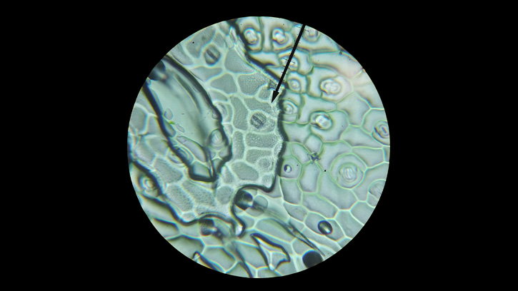 God’s Tiny Doors: Plant Stomata Fingerprints