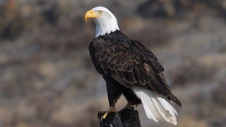 Bald Eagle