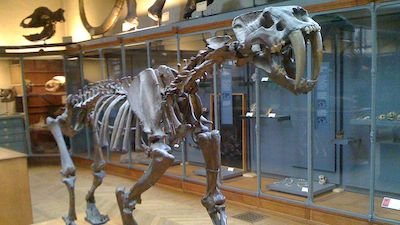 Kids Feedback: Are Saber-Toothed Cats Real?