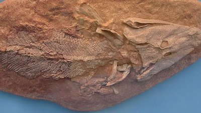 The Devonian: Did Fish Become Amphibians?