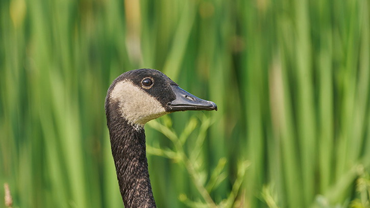 The Not-So-Silly Goose