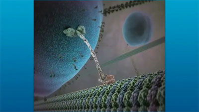 Wonder of the Cell