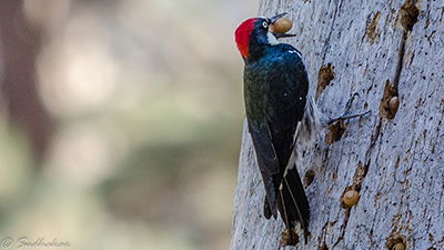 Woodpeckers: The Perforated Pantry