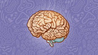 Big Brains for a Big Job