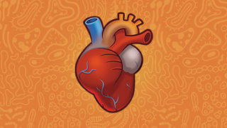 Heart