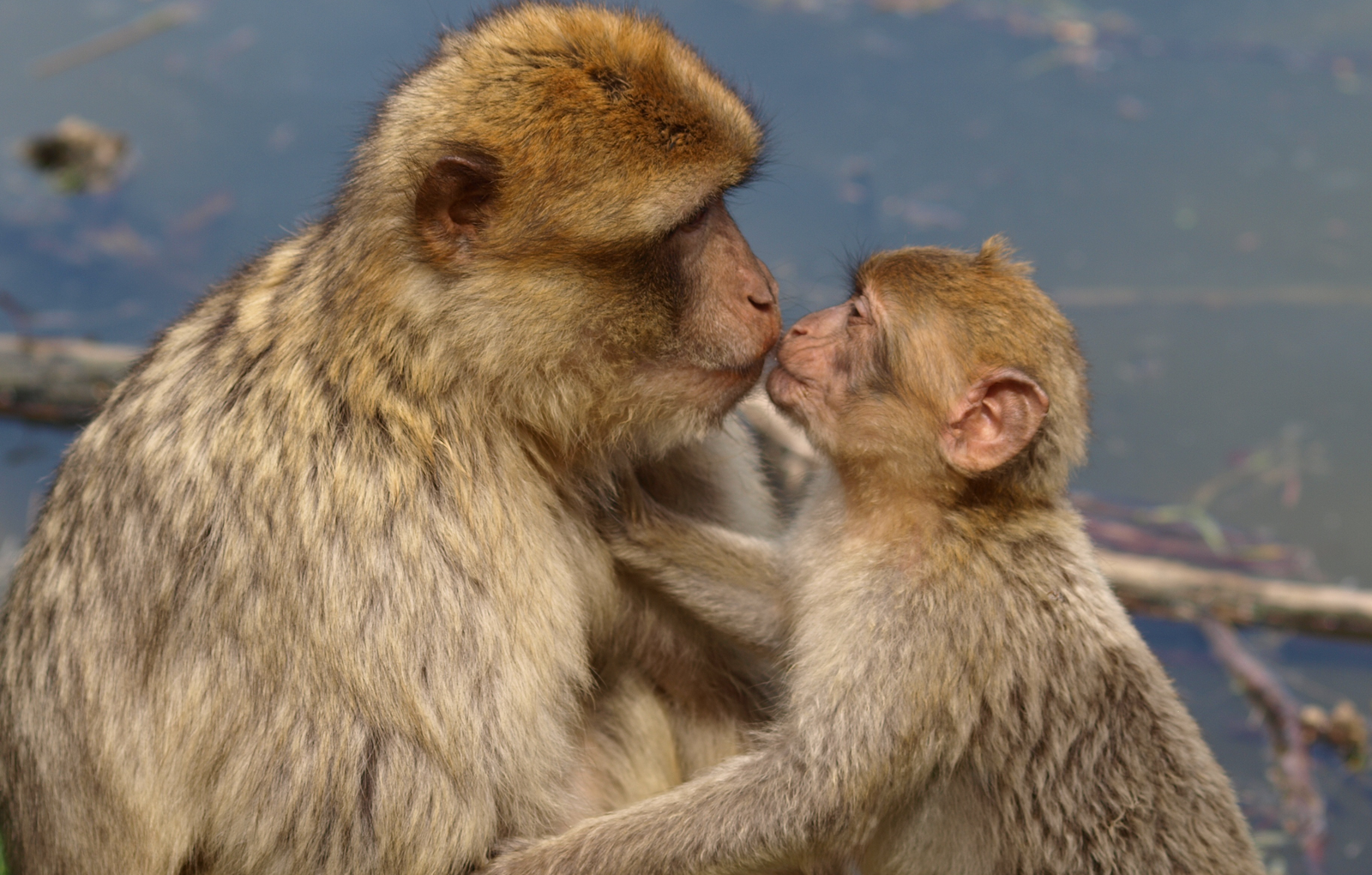 Does Kissing Date Back 21 Million Years?