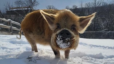 Do Aussie Animals Love the Snow?