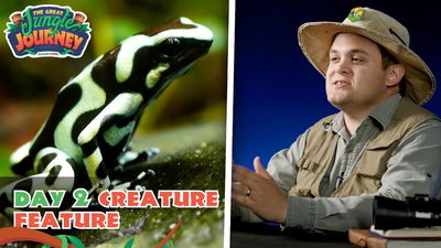 Dangerous Dart Frog! Creature Feature: Day 2 | The Great Jungle Journey VBS