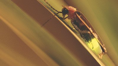 Lightning Bugs: The Beetle Beacons