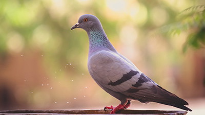 Do Pigeons Navigate with Their Livers?