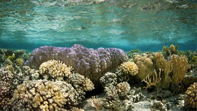Massive Modern Reefs—Finding Time to Grow