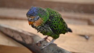 Meet Our Favorite Pets