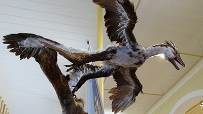 Microraptor Discovered with Lizard in Its Belly