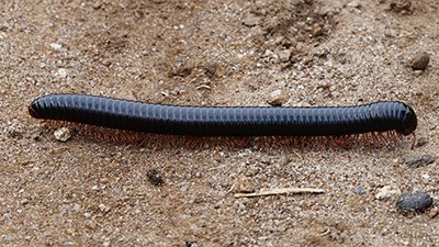 Fossil Millipede “As Big as a Car” Discovered