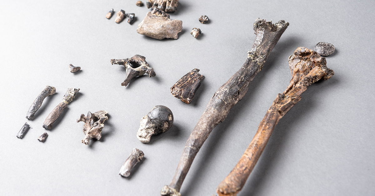 Missing Link? Scientists Claim Newly Discovered Fossil Ape Was Bipedal