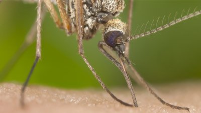 Malaria-Carrying “Super Mosquitoes” Resist Insecticide