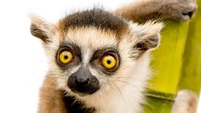 Mysterious Madagascar
