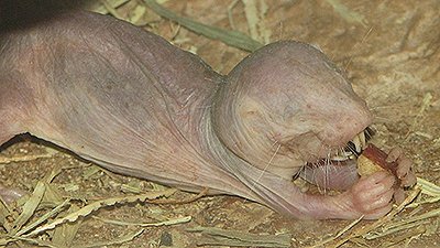 Naked Mole-Rats: Evolutionary Marvel or God’s Grand Design?
