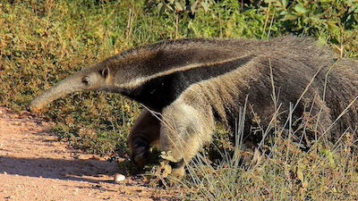 Have Anteaters Evolved 12 Times?