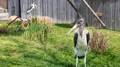 “Undertakers” at the Ark Encounter?