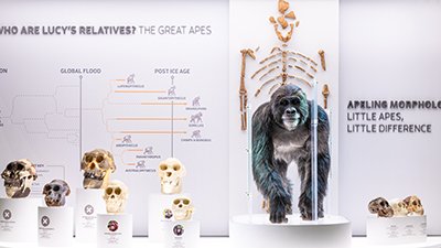 Was Lucy Our Ape-like Ancestor?