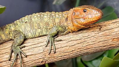 New Herptile Habitat Opens at the Ark Encounter