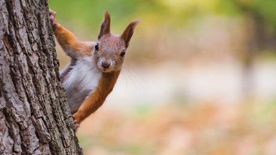 The Not-So-Nutty Habits of Squirrels