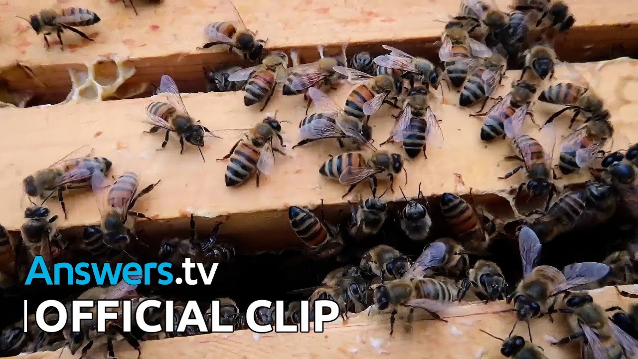 Hike & Seek / Official Clip / Bees & Blooms