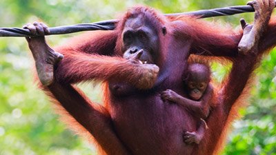 Can Orangutans Talk Like Humans?