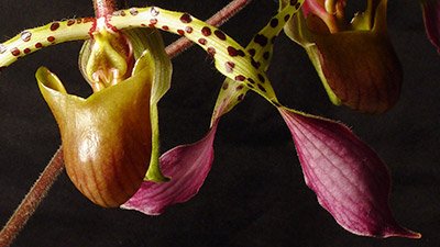 Orchids—A Bouquet of Adaptations