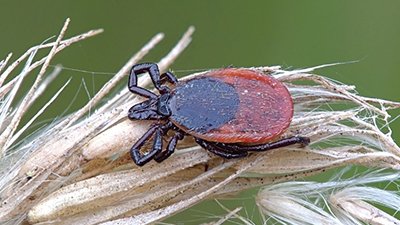 The Origin of Ticks and the Genesis and Emergence of Lyme Disease