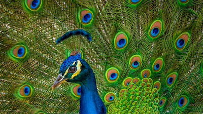 Study Finds Peacocks Have Lasers on Their Tails