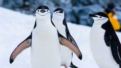 Will Penguin Guano Save the Planet?