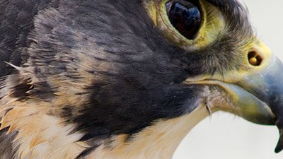 Peregrine Falcon—Nature’s Top Gun