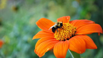 God Created Plant Pollinator Partners