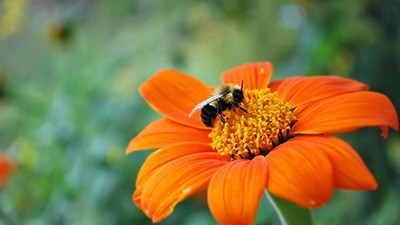 God Created Plant Pollinator Partners