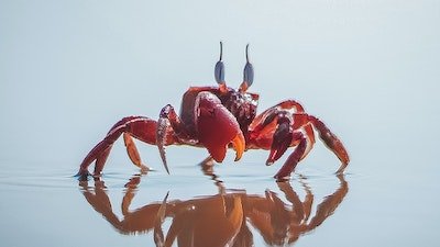 Does Evolution Keep Making Crabs?