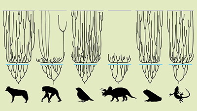 Is the Evolutionary Tree of Life Accurate?